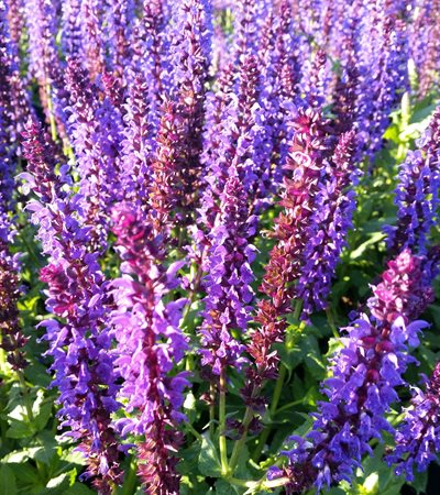 Meadow Sage Lyrical™ Blues